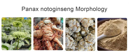 Panax Notoginseng (Tianqi): Benefits, Traditional Uses, and How to Take It